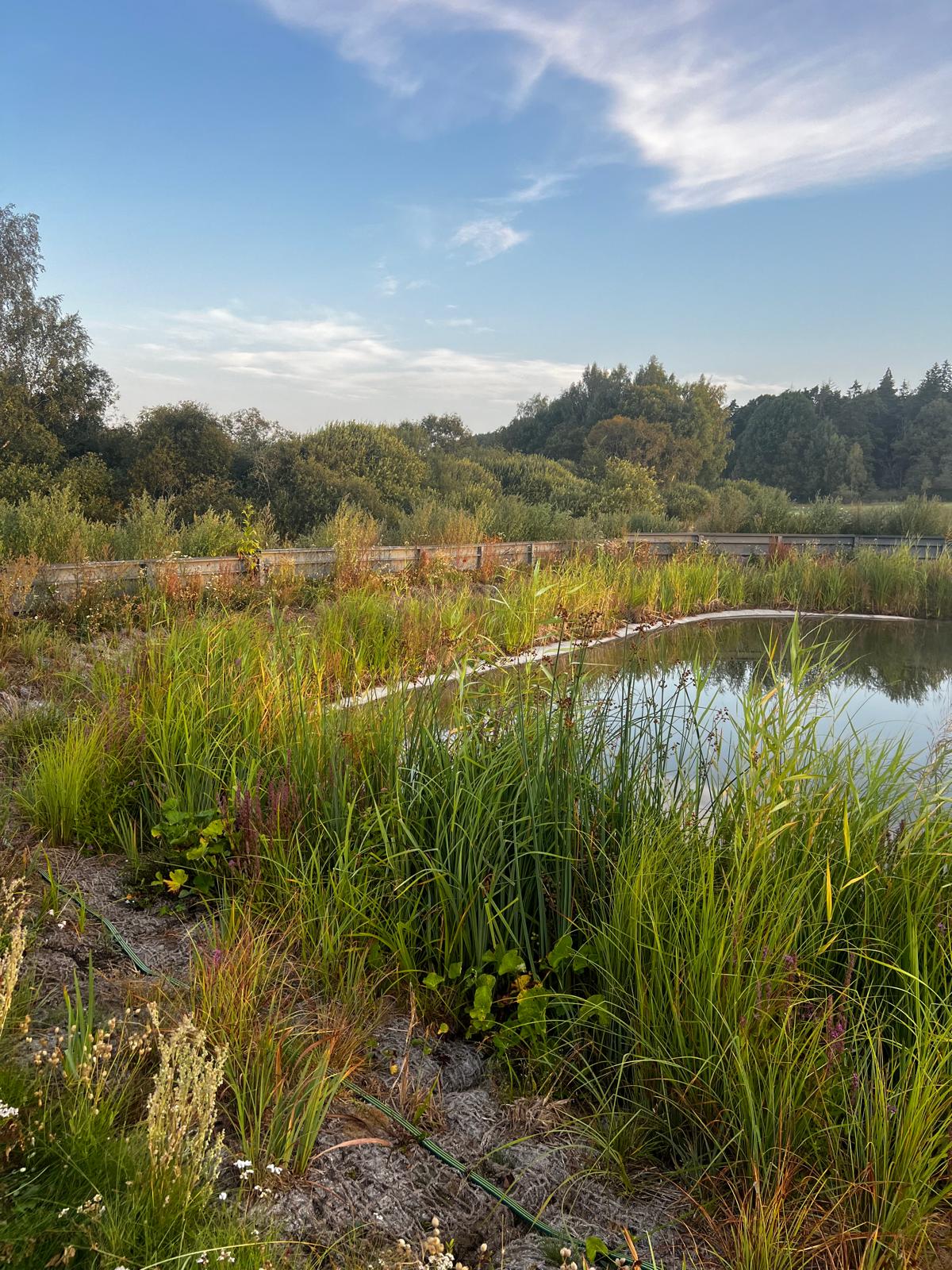 Dammplantering med naturlig vegetation