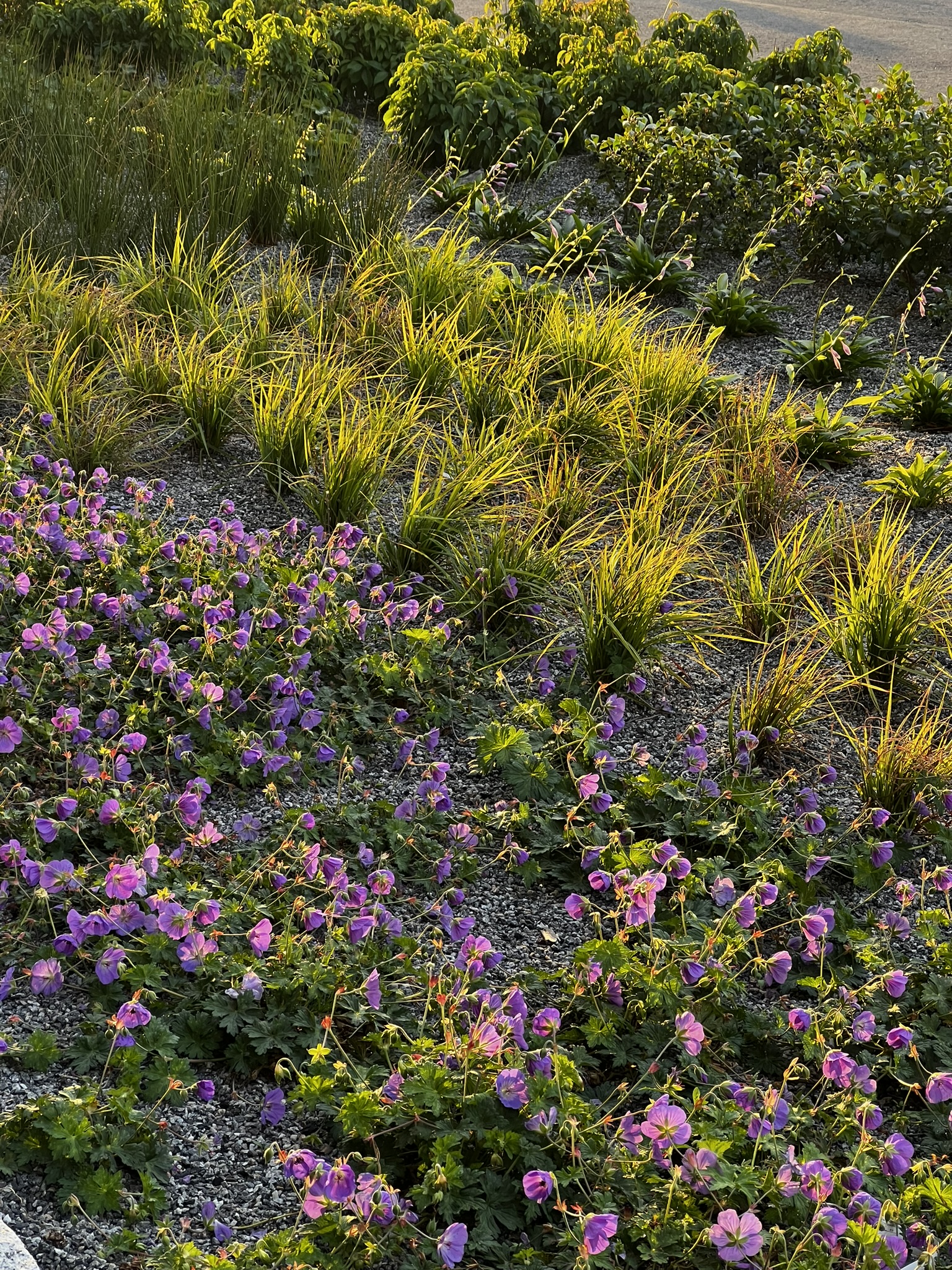 Blommande buske i lila och rosa toner