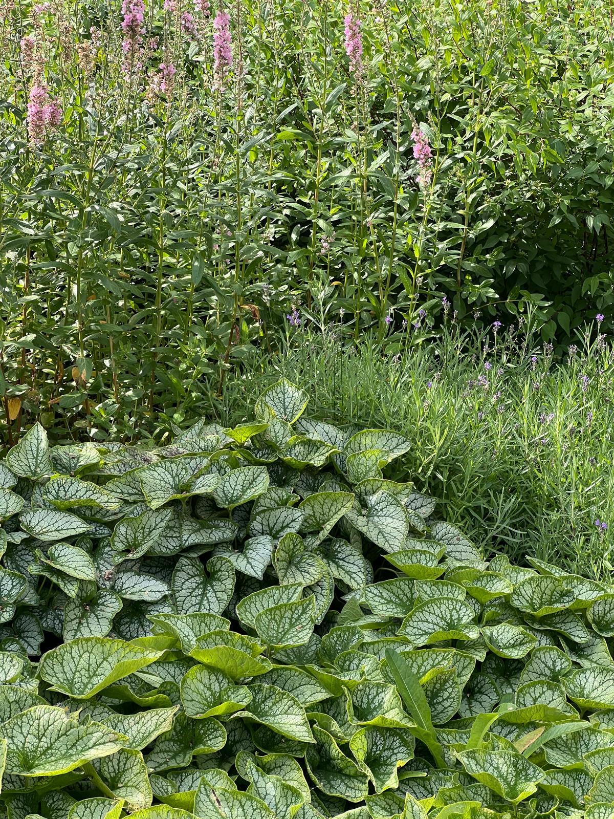 Landskapsarkitektur projekt med växter