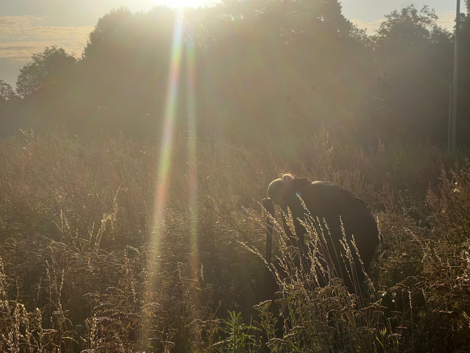 Plantering och design